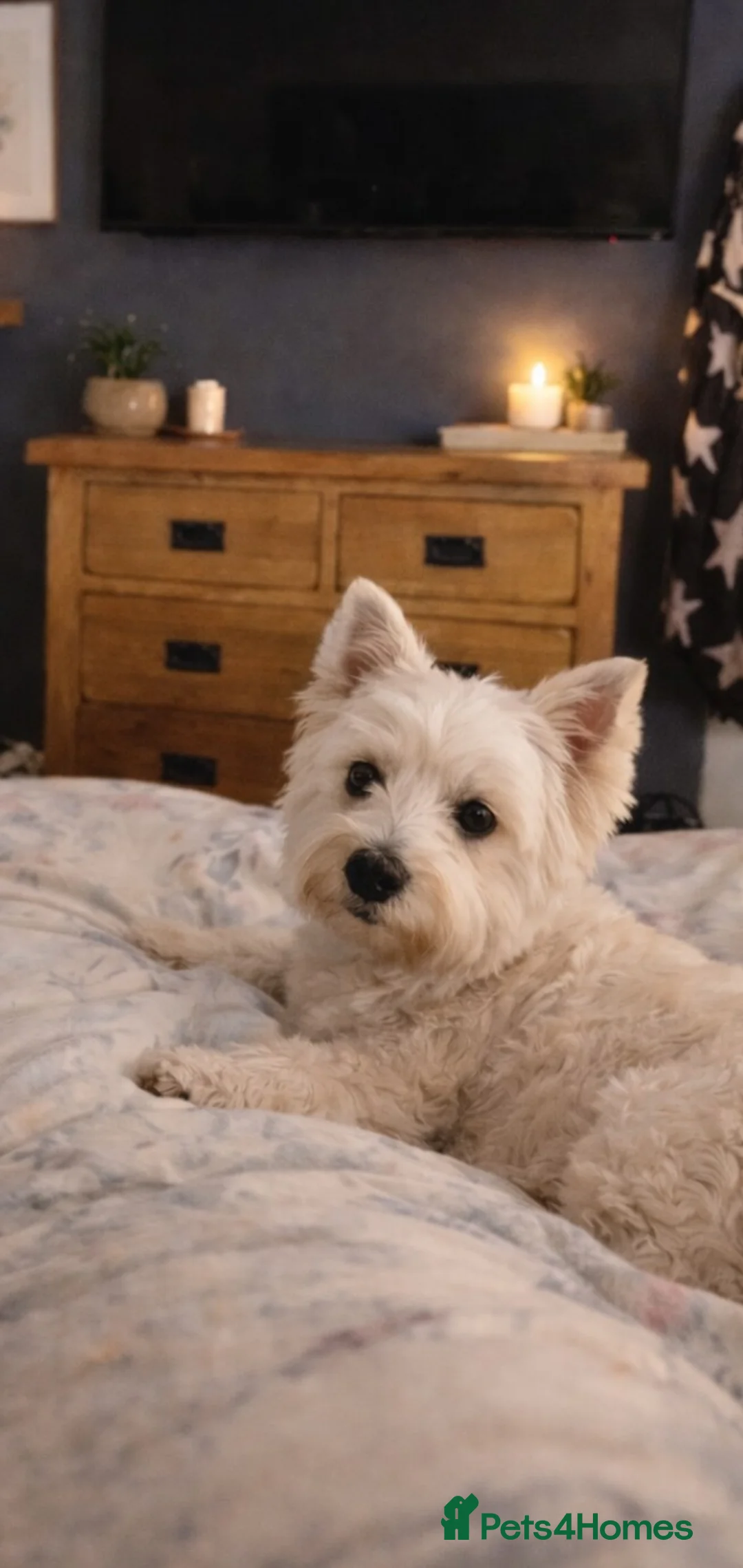 West Highland Terrier dogs for stud: West highland terrier for stud - Advert 1