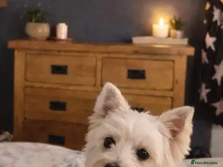 West Highland Terrier dogs West highland terrier for stud - Advert 2