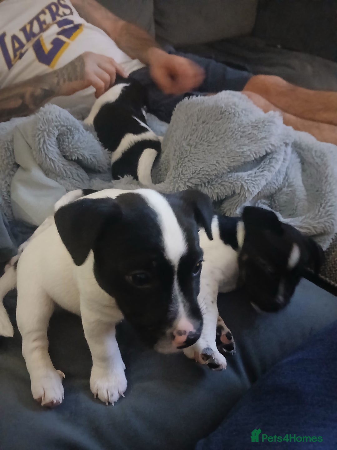 Jack Russell dogs for sale: Three male jack russell pups - Advert 3