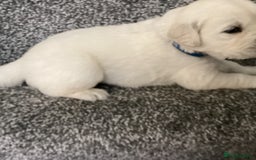 Golden Retriever dogs for sale: Kc reg stunning boys health checked parents - Image 2