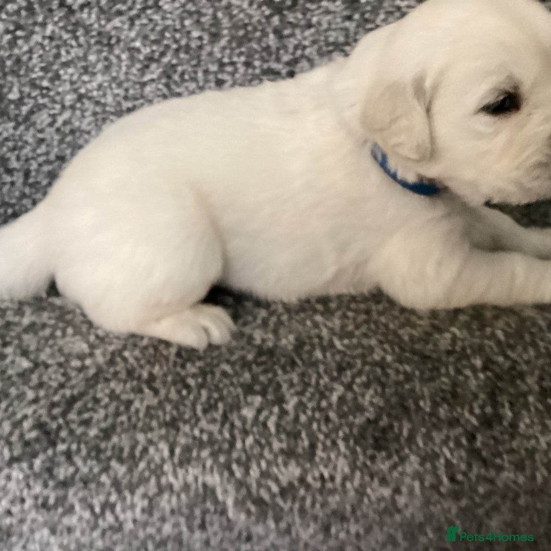 Golden Retriever dogs for sale: Kc reg stunning boys health checked parents - Image 2