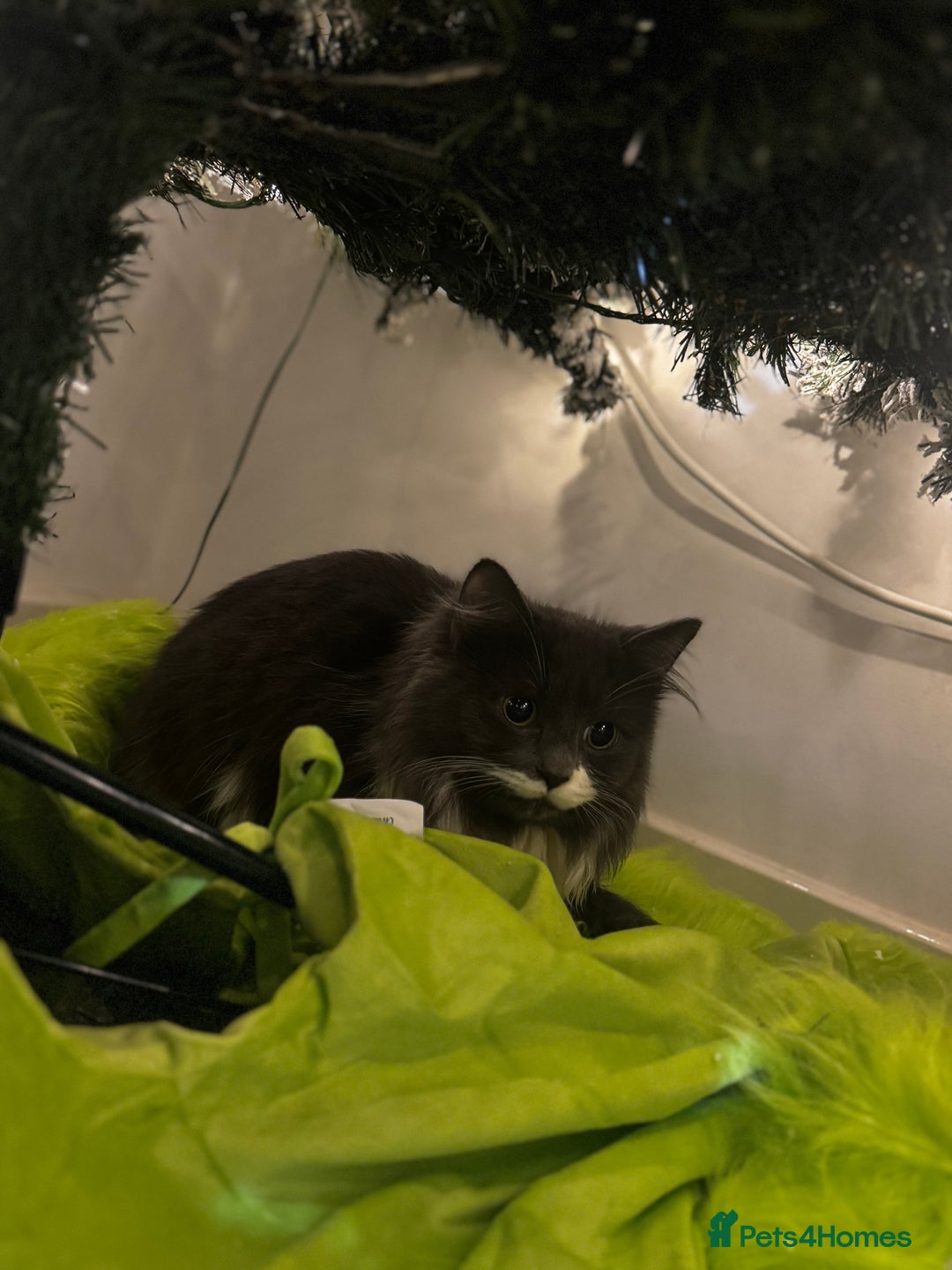 Mixed Breed cats for sale: 2 male kittens - Advert 4