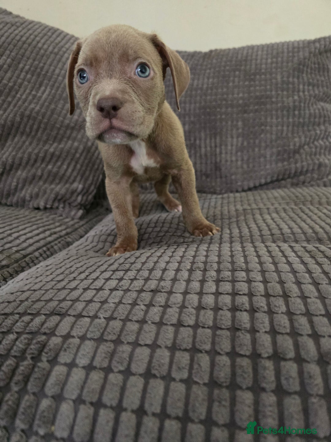 Staffordshire Bull Terrier dogs for sale: Staffordshire bull terrier puppy's  - Image 10