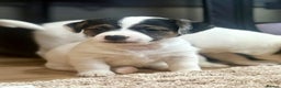 Jack Russell dogs for sale: Gorgeous short-legged Jack Russell Puppies! - Advert 30