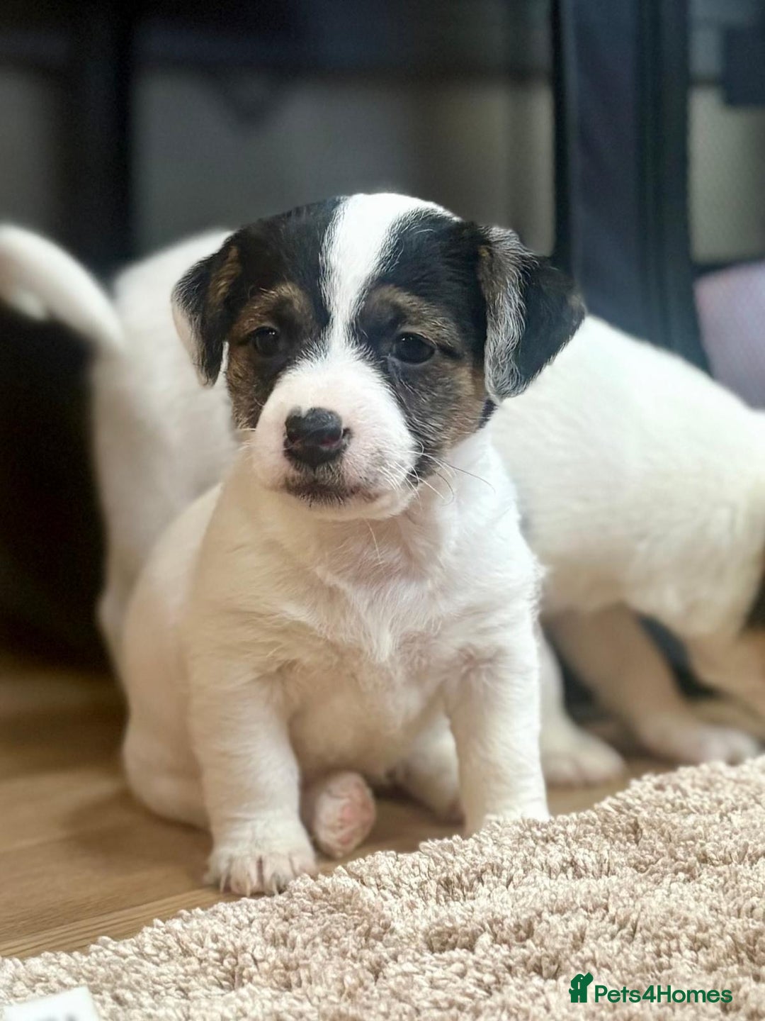 Jack Russell dogs for sale: Gorgeous short-legged Jack Russell Puppies! - Advert 30