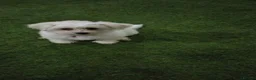 Bichon Frise dogs for sale: Bichon puppies - Advert 7
