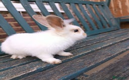Lionhead rabbits for sale: Two Rabbits - Image 5