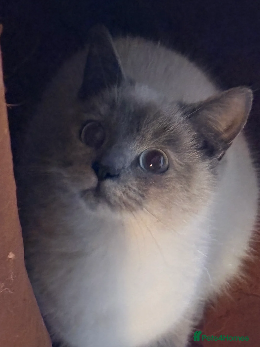 Mixed Breed cats for sale: Grey RagdollX kittens ready for homes x  - Advert 2