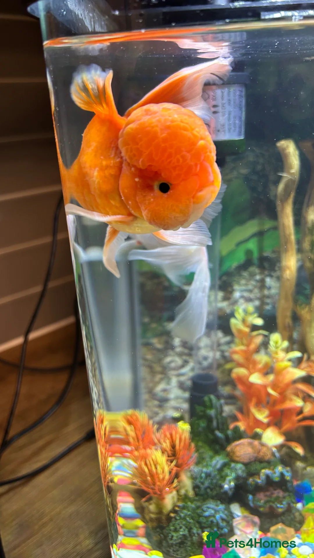 Goldfish fish for sale: Three goldfish - Advert 2