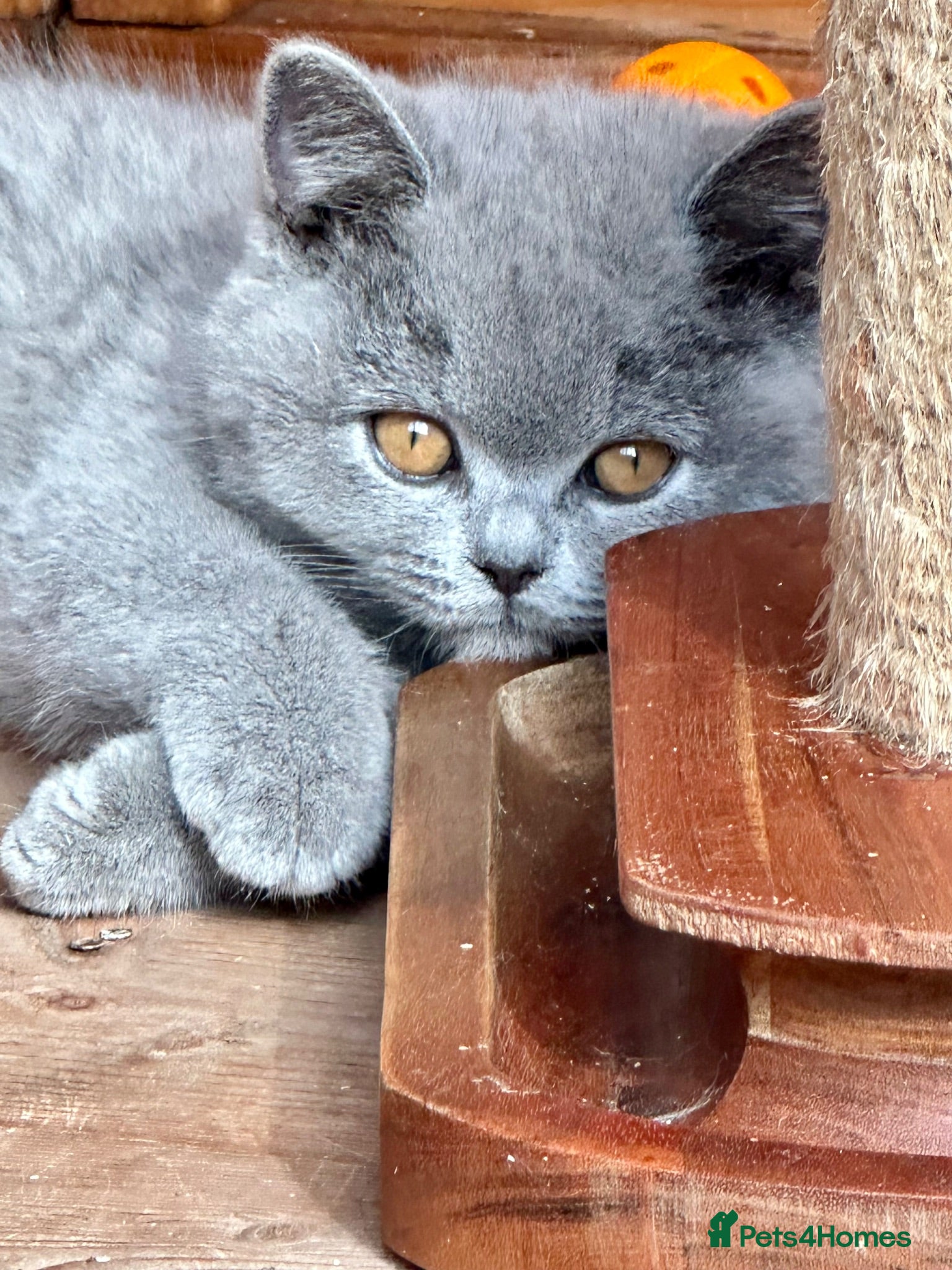British Shorthair cats 5 Stunning BSH Blue and Lilac Kittens - Advert 1