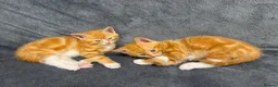 Mixed Breed cats for sale: Sell mother and kitten  in Romford - Advert 5