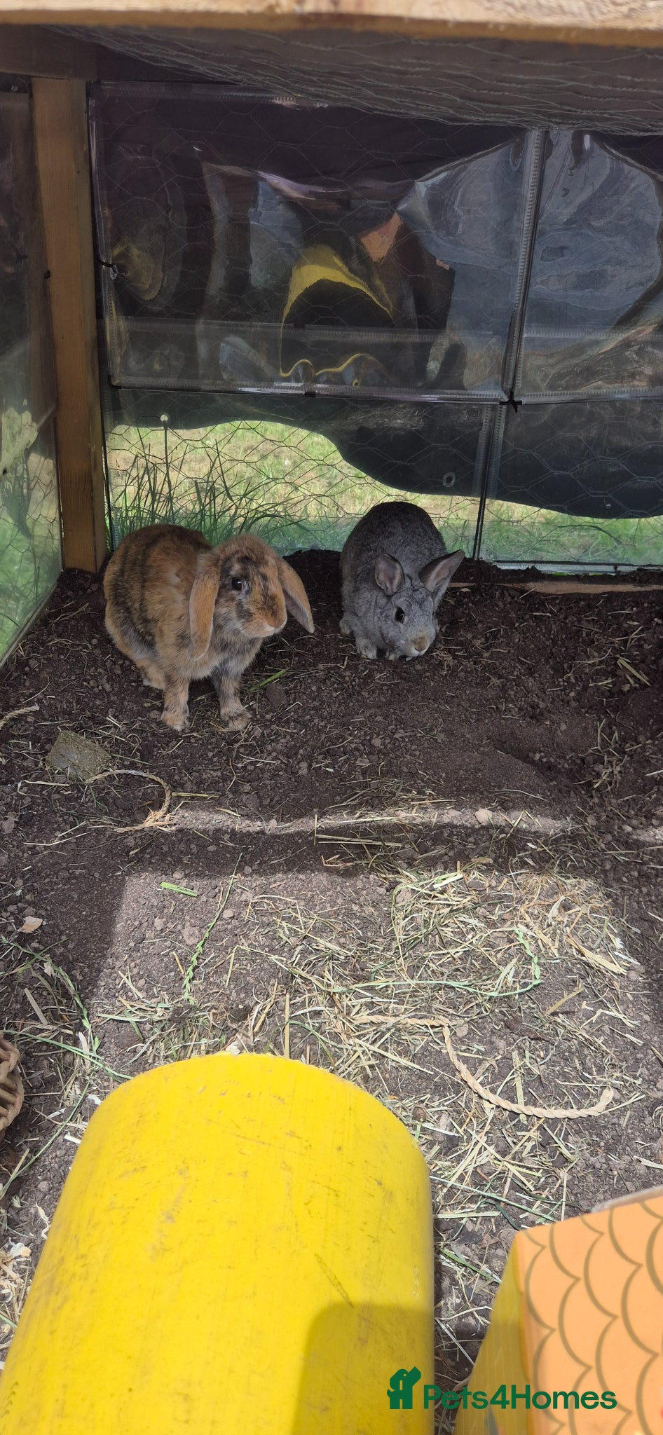 Mixed Breed rabbits 2 rabbits for rehome  - Advert 1