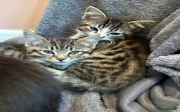 Mixed Breed cats for sale: Gorgeous, playful little kittens - Image 15