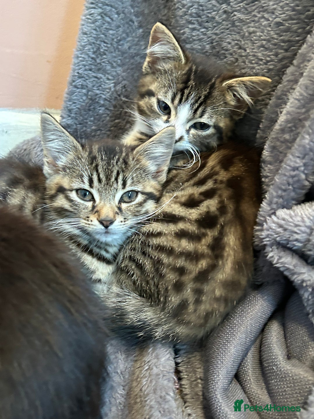 Mixed Breed cats for sale: Gorgeous, playful little kittens - Image 15