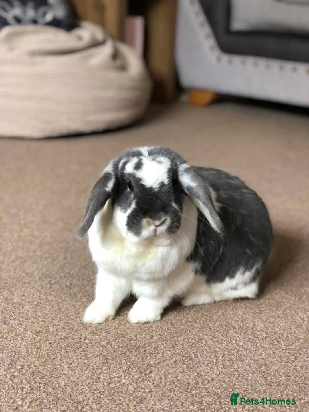 English Lop rabbits for sale: 2 x Male Lop Rabbits - Advert 7