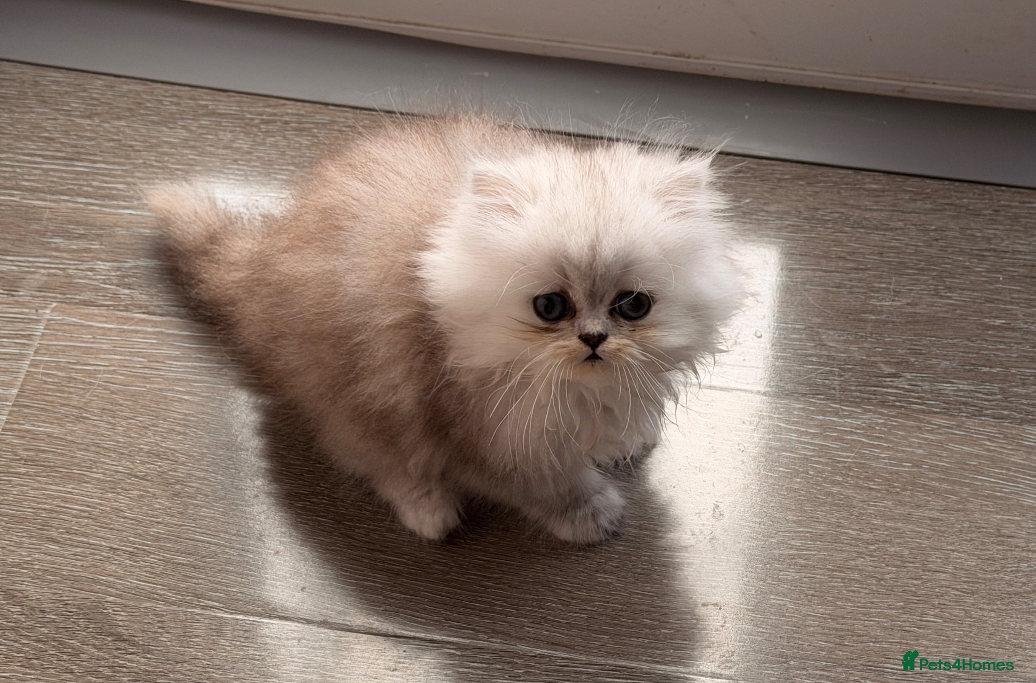 Persian cats Re listed due to timewaster persian grey kitten,  - Advert 1