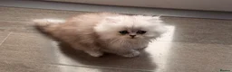 Persian cats for sale: Re listed due to timewaster persian grey kitten,  - Advert 2