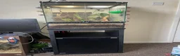 Frog reptiles for sale: Whites Tree Frog With Full Bioactive Vivarium in Clacton-on-Sea - Advert 2