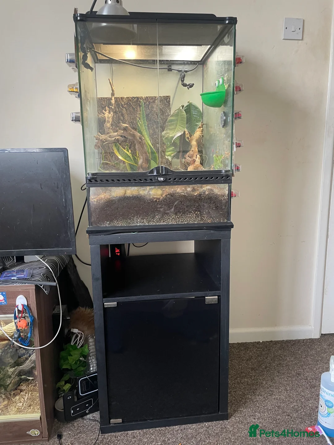 Frog reptiles for sale: Whites Tree Frog With Full Bioactive Vivarium in Clacton-on-Sea - Advert 2