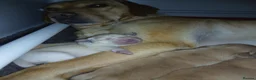 Labrador Retriever dogs for sale: Top Quality KC registered Labrador pups - Advert 3
