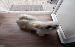 Shih Tzu dogs for sale: Adorable shitzu  - Image 2