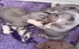 French Bulldog dogs for sale: Gorgeous French bulldog puppies READY MONDAY!!  - Image 5