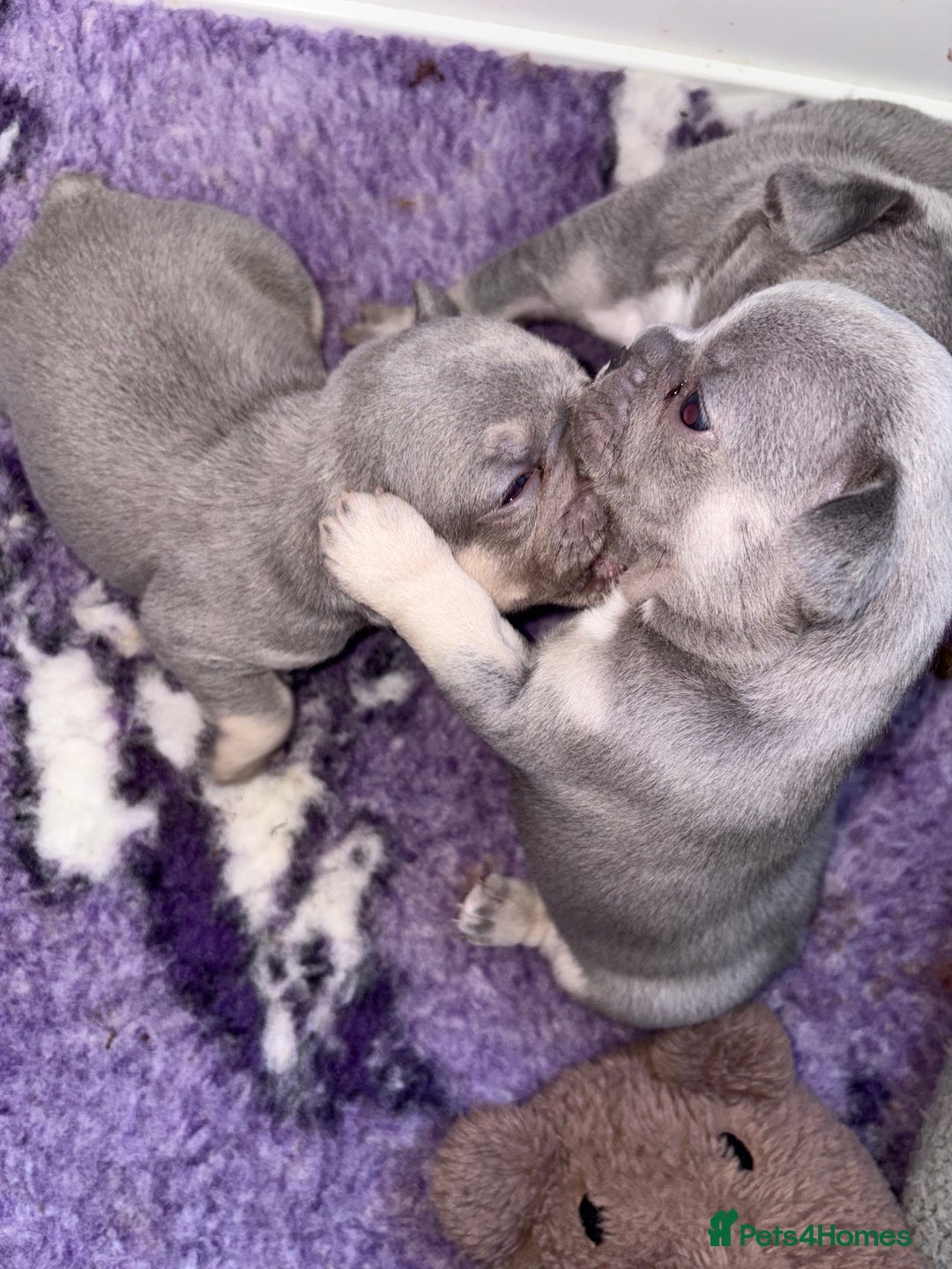 French Bulldog dogs for sale: Gorgeous French bulldog puppies READY MONDAY!!  - Image 5