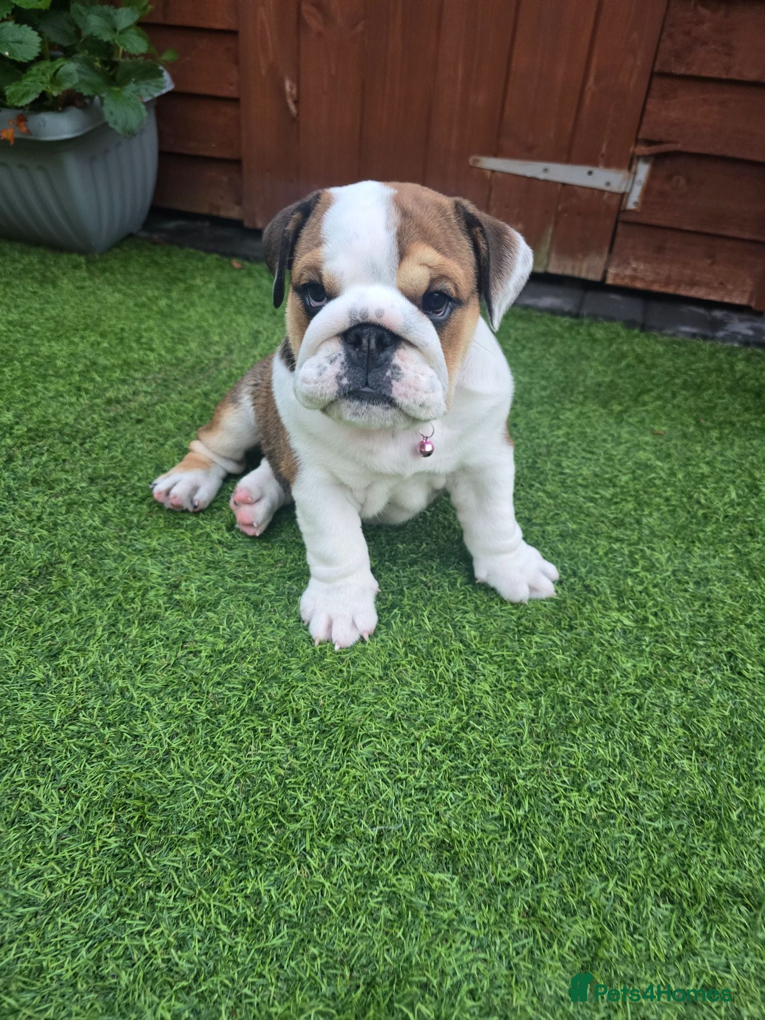 English Bulldog dogs 🐾 Last KC girl available  ready Thursday 🥰 - Advert 10