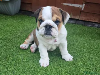 English Bulldog dogs 🐾 Last KC girl available ready Thursday 🥰 - Advert 10