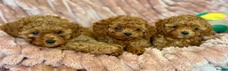 Cavapoo dogs for sale: Adorable teddy bear toy cavapoo  - Advert 23