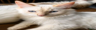 Ragdoll Kitten 2