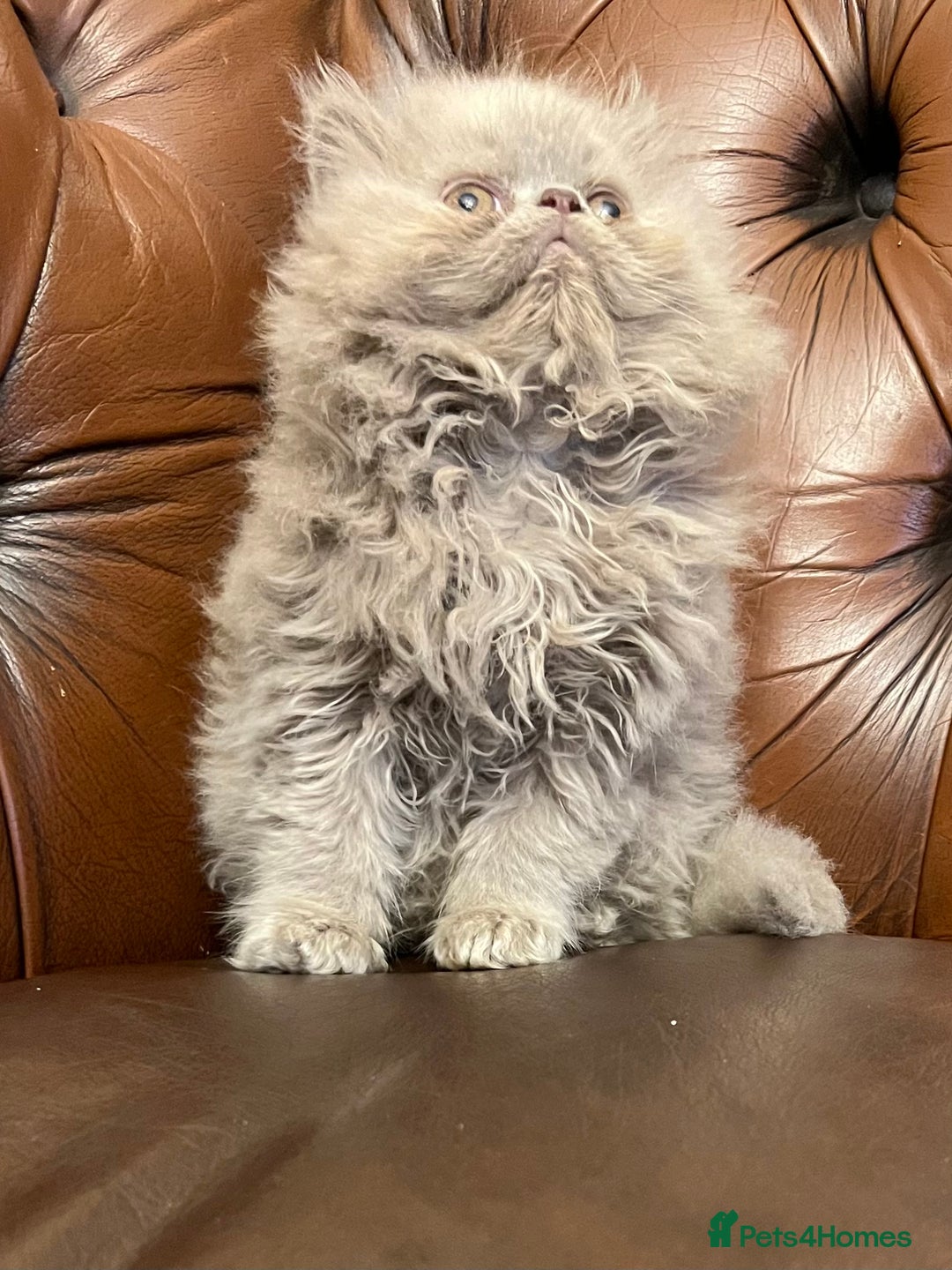 Persian cats for sale: Stunning blue and rare lilac Persian kittens  - Advert 15