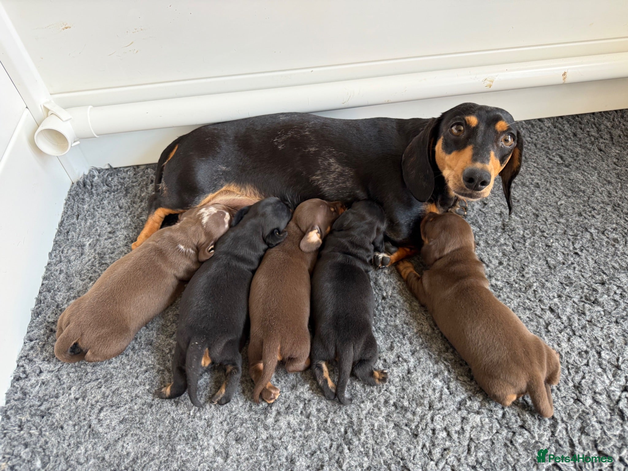Miniature Dachshund dogs Stunning KC registered miniature daschund puppies - Advert 1