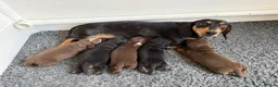 Miniature Dachshund dogs for sale: Stunning KC registered miniature daschund puppies - Advert 1