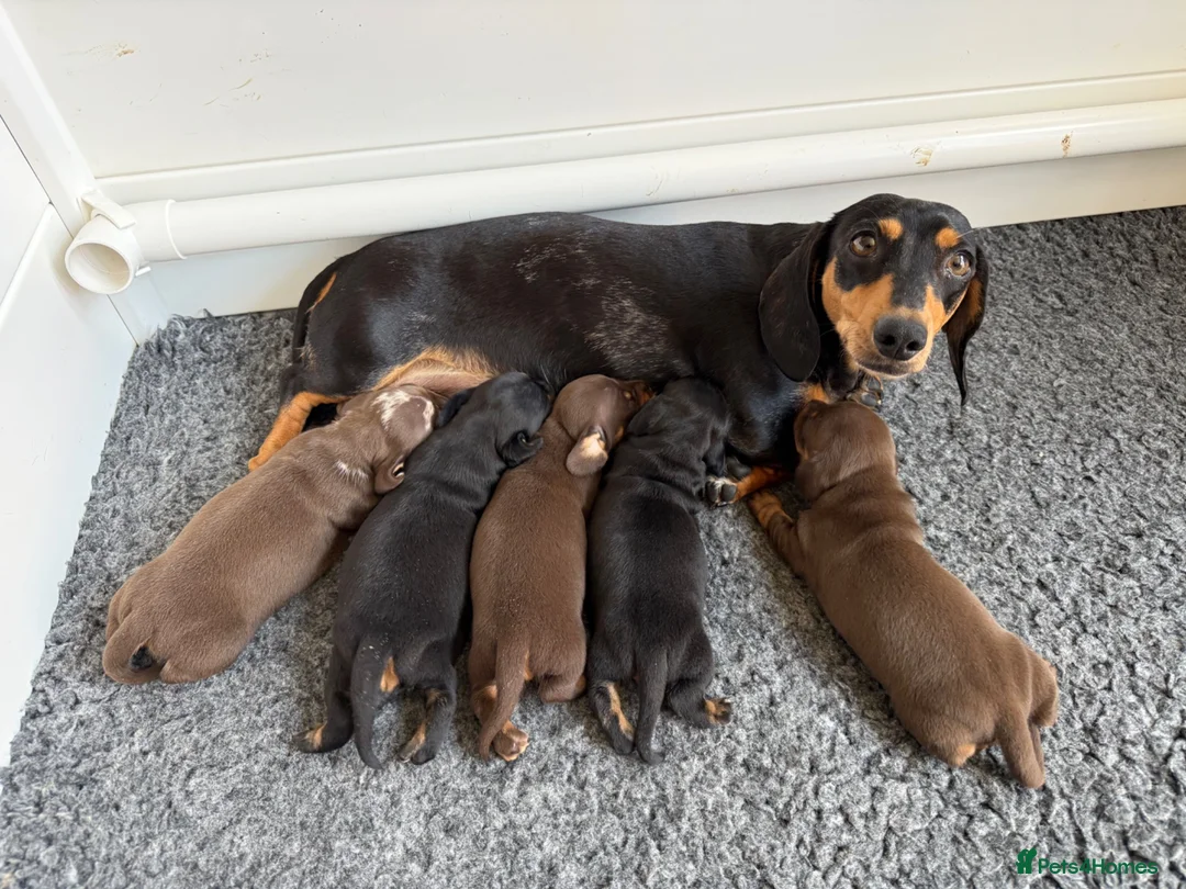 Miniature Dachshund dogs for sale: Stunning KC registered miniature daschund puppies - Advert 1