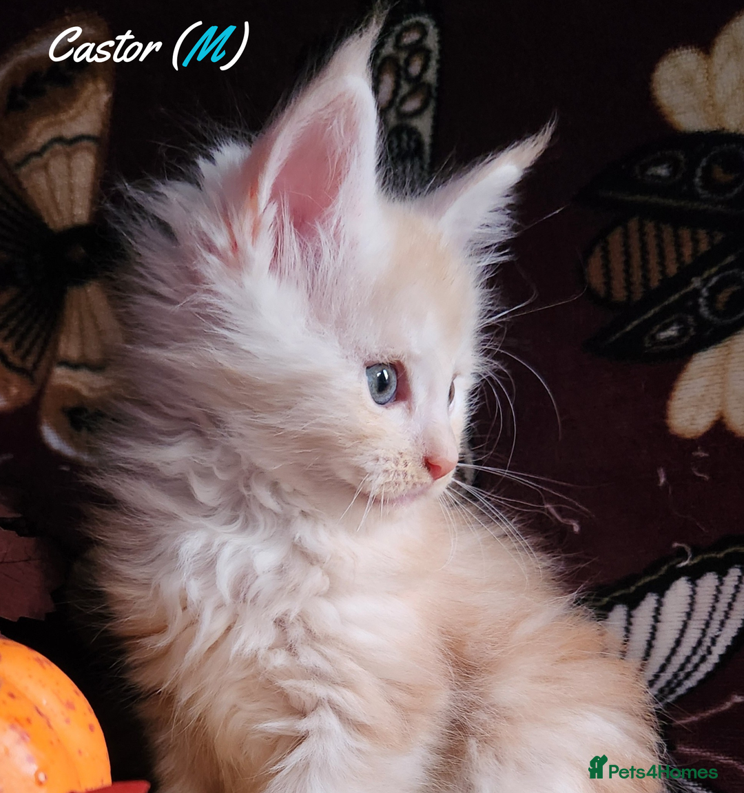 Maine Coon cats for sale: TICA Registered Kittens for Sale  - Image 5