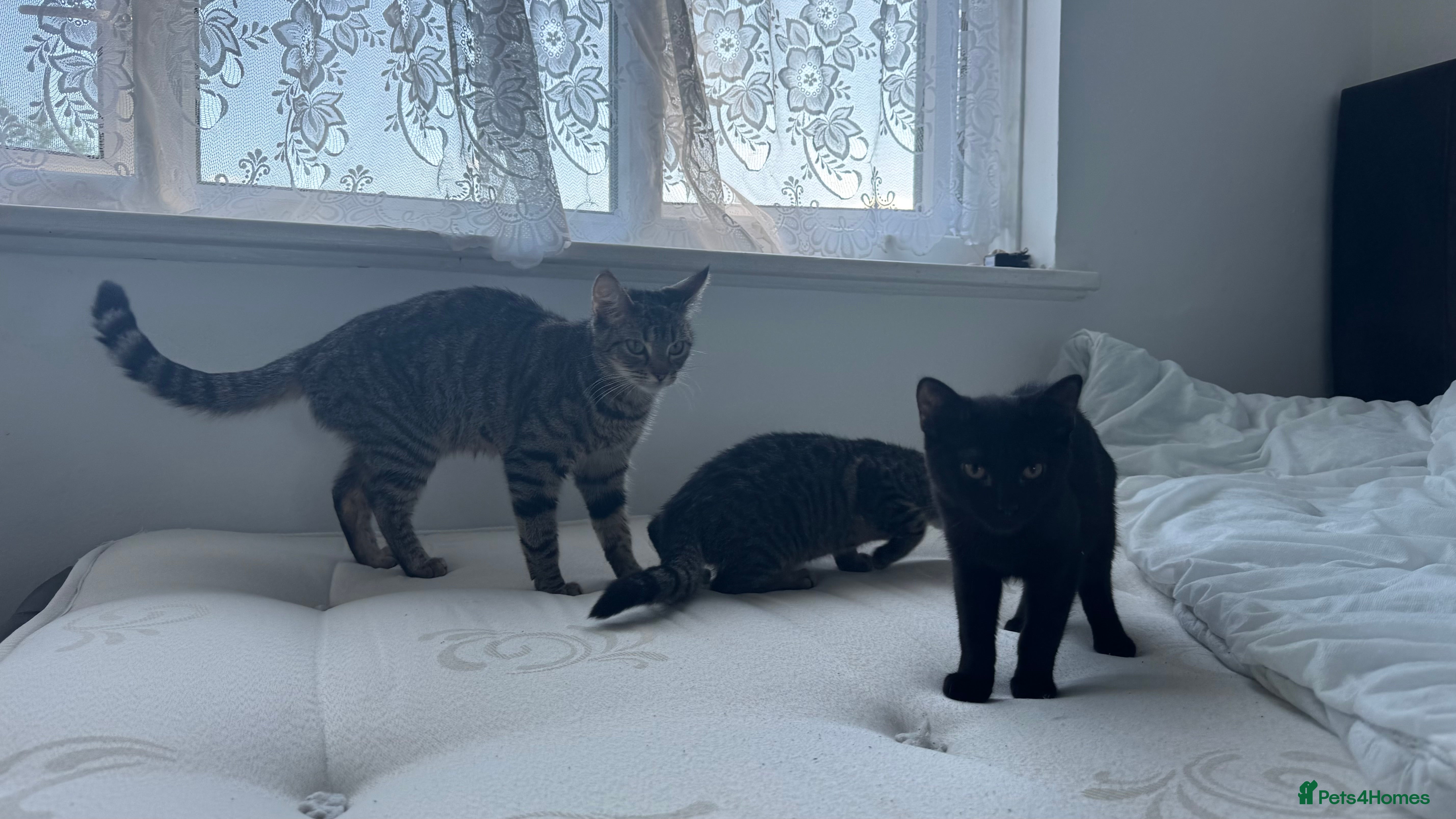 British Shorthair cats Tabby and black males - Advert 5
