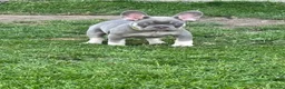 French Bulldog dogs for sale: 🩷READY NOW.. Gorgeous litter of Frenchies🩷  - Advert 7