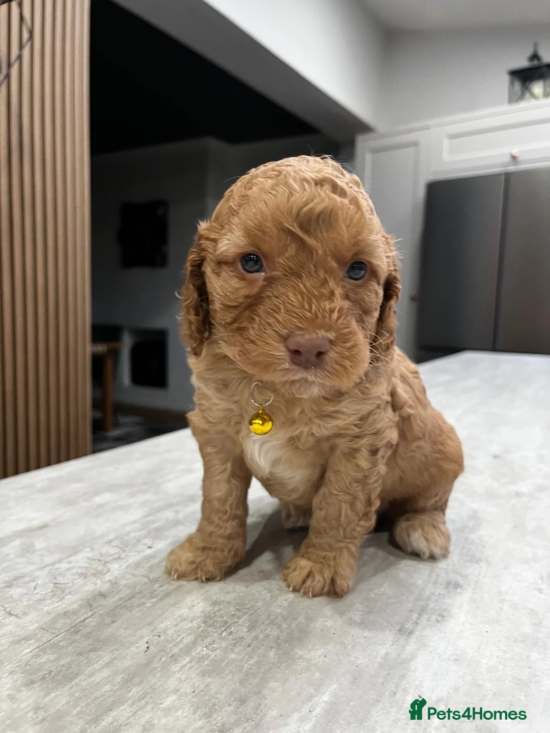 Cockapoo dogs for sale: Cockapoo puppies - Advert 11