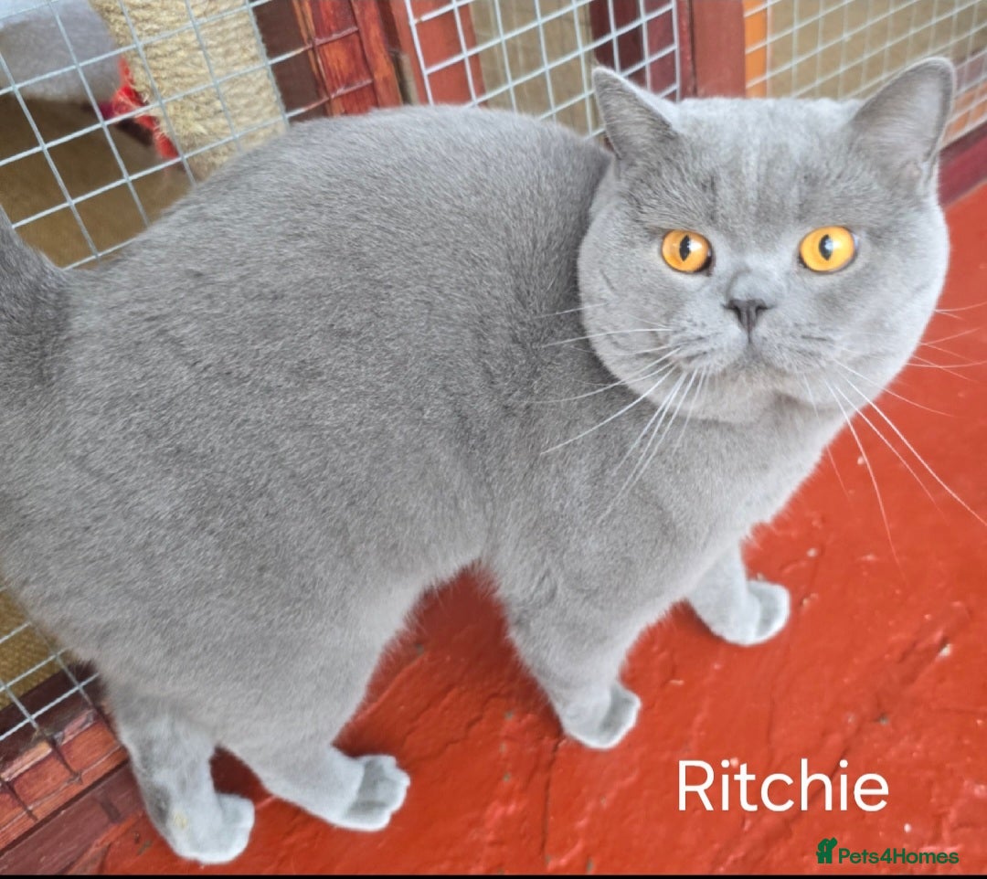 British Shorthair cats Blue Boy for Stud - Advert 1