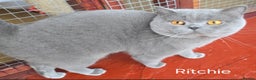 British Shorthair cats for stud: Blue Boy for Stud - Advert 1