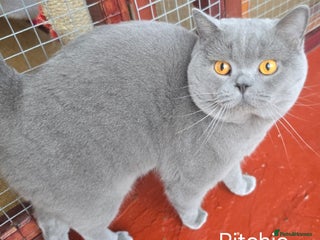 British Shorthair cats Blue Boy for Stud - Advert 3