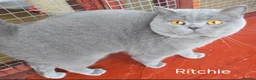 British Shorthair cats for stud: Blue Boy for Stud - Advert 1