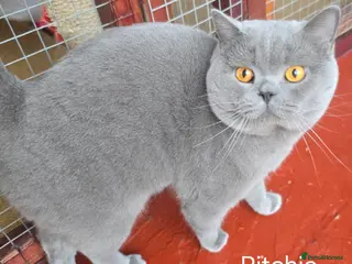 British Shorthair cats Blue Boy for Stud - Advert 12