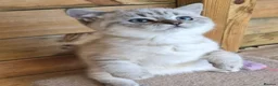 British Shorthair cats for sale: British shorthaired  - Advert 7