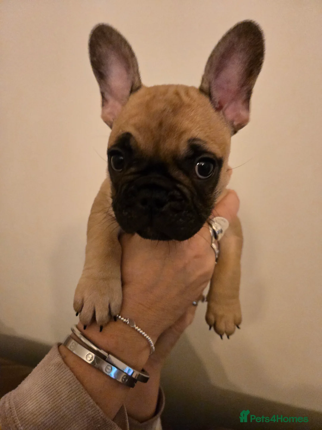 French Bulldog dogs for sale: French bulldog puppies.  - Advert 30