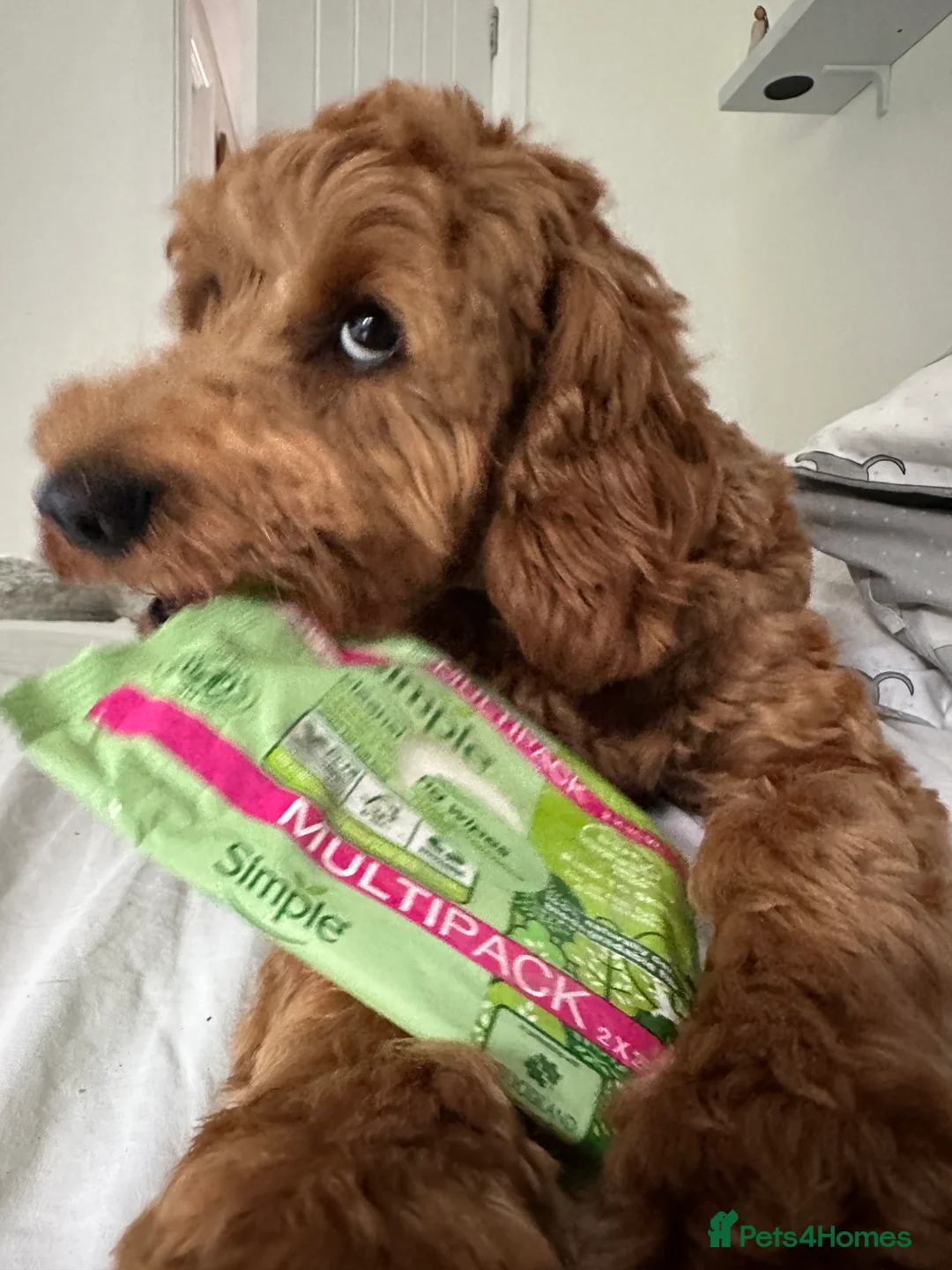 Cockapoo dogs for stud: STUD - DNA Tested Cockapoo (Poodle-Dominant) - Advert 19