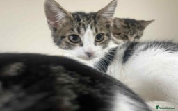 Mixed Breed cats for sale: 2 tabby kittens  - Image 18