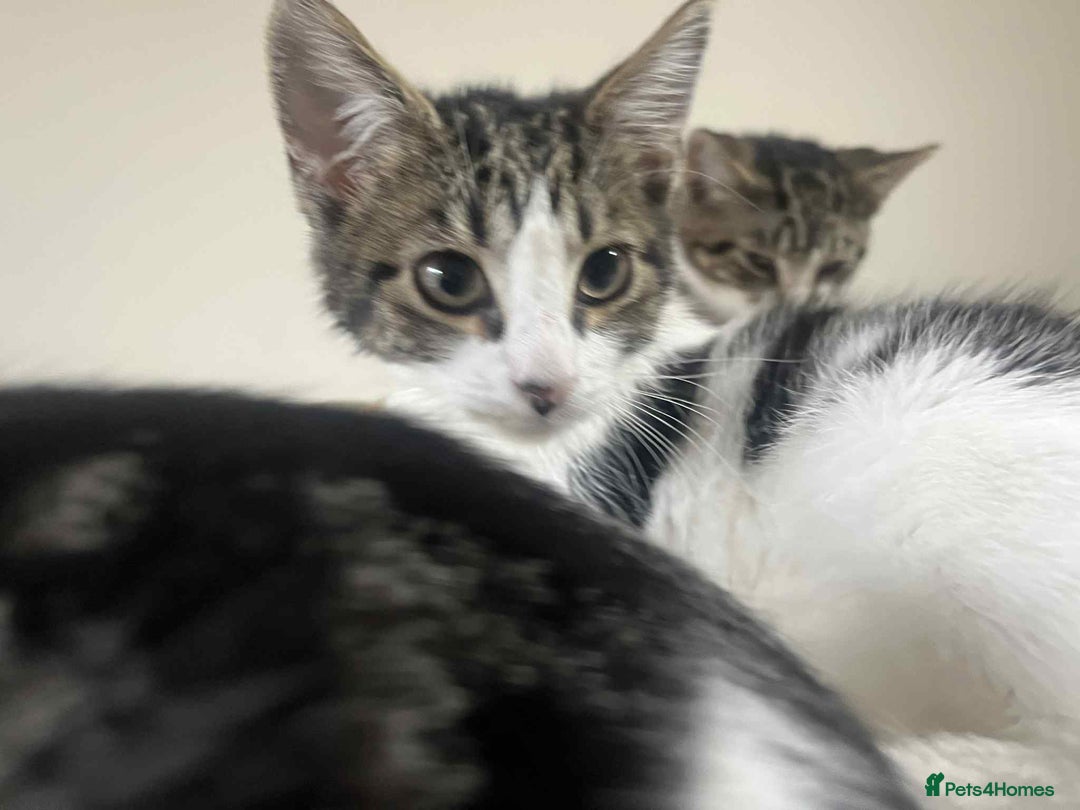 Mixed Breed cats for sale: 2 tabby kittens  - Image 18