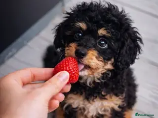 Cavapoo dogs SPRING WAITING LIST TOY CAVAPOO PUPPIES - Advert 15